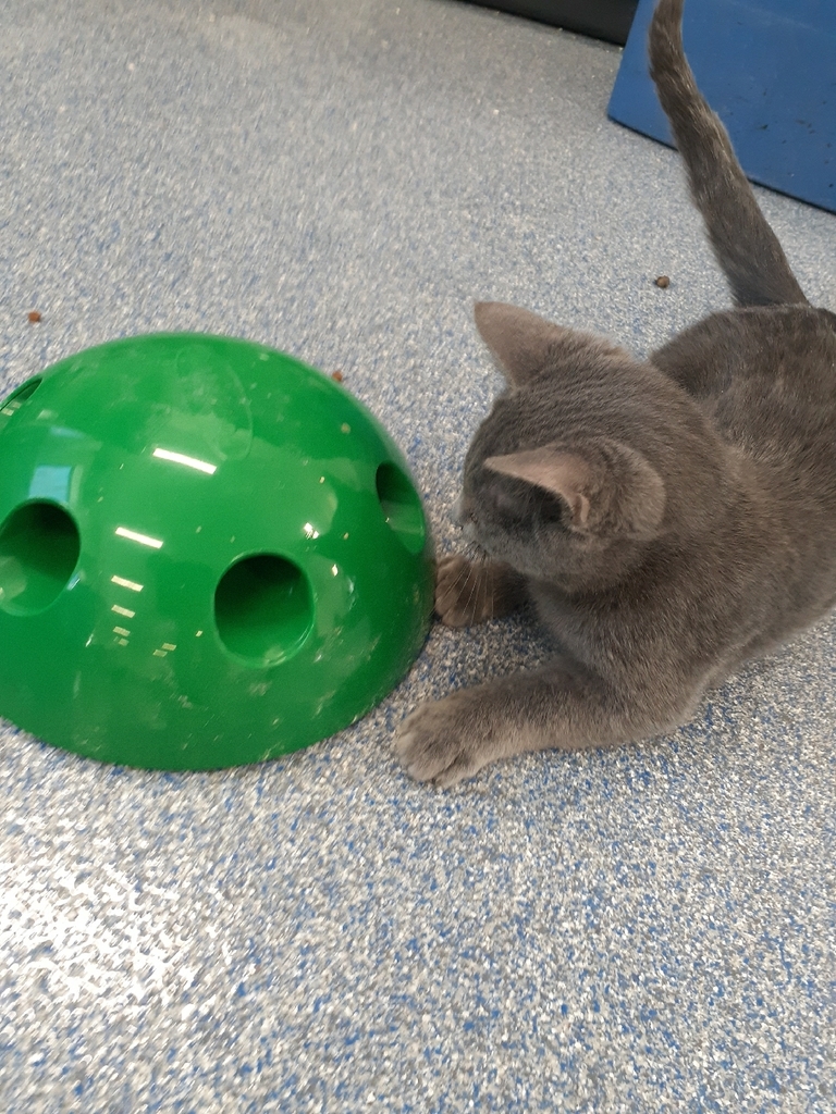 It's hard work being a kitten...waiting for the toy mouse to come out!