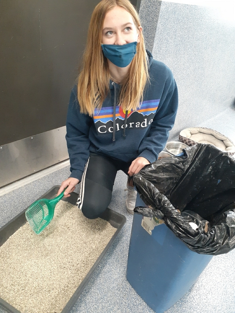 Jacie helping on litter duty to keep the cats healthy!